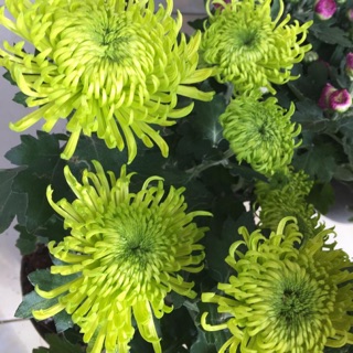 Biji Bunga Peony Kuning | Shopee Indonesia