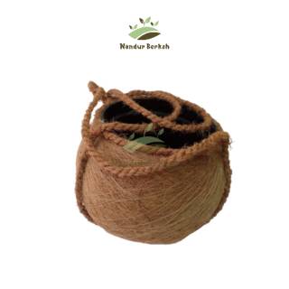  POT  SERABUT  KELAPA  COCOFIBER 13 cm MODEL  KOKEDAMA BESAR 