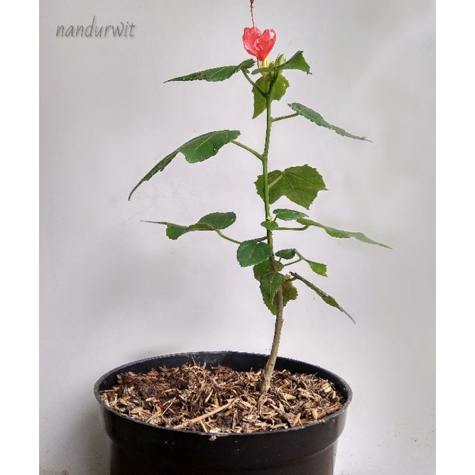 BIBIT TANAMAN HIAS BUNGA SEPATU MIKRO / WAX MALLOW ( MALVAVISCUS ARBOREUS)