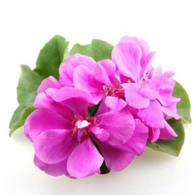 organic Geranium essential oil 5 ml minyak atsiri