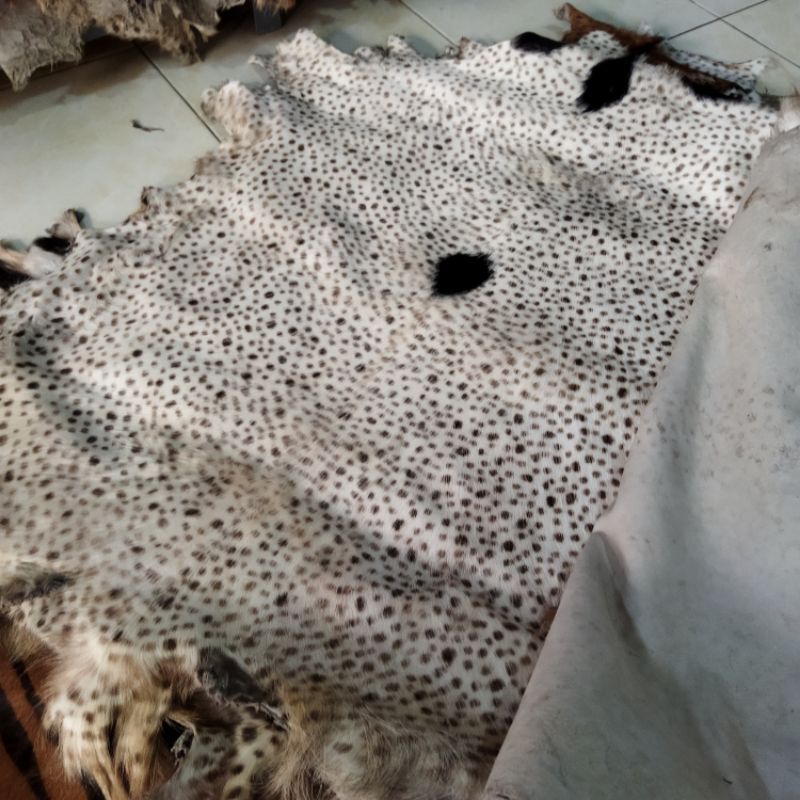 Kulit Kambing Motif Harimau Ceetah Zebra Tutul Loreng