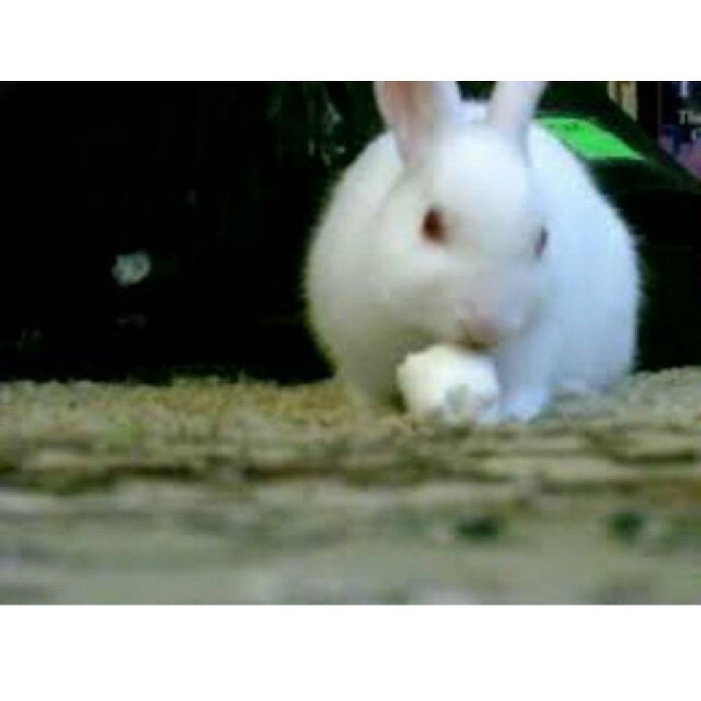 Marshmellow Snack Hamster dan Sugar Glider FEFARM