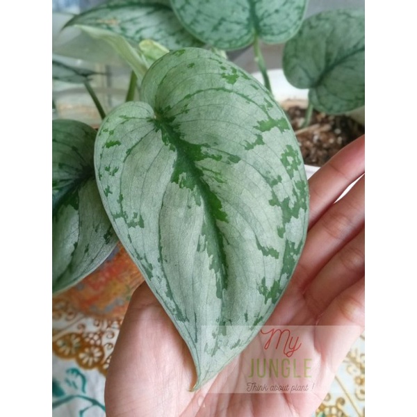scindapsus silver splash rawatan
