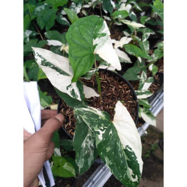 Syngonium Variegata Shopee Indonesia