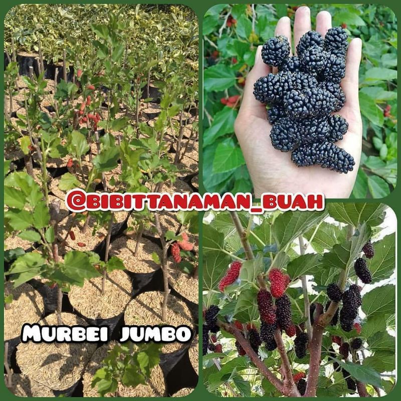 Bibit tanaman murbei jumbo