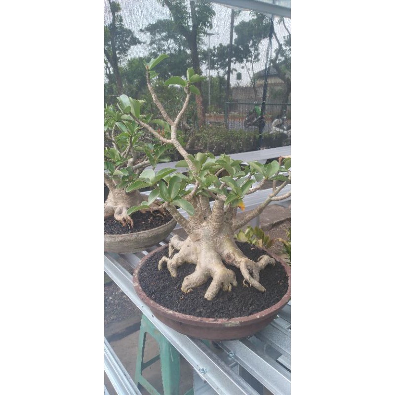 ADENIUM BONSAI. rcn dan thaisoco