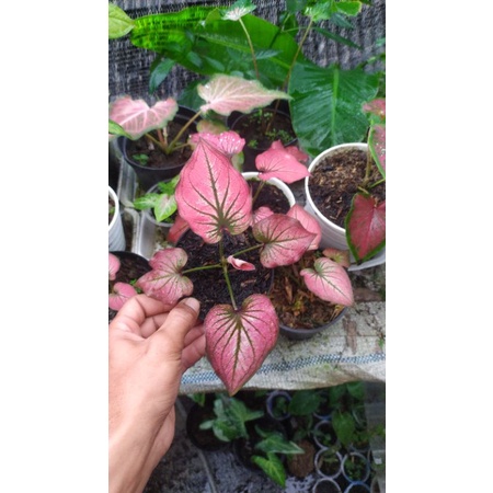 Tanaman Hias Keladi Infiniti sudah remaja