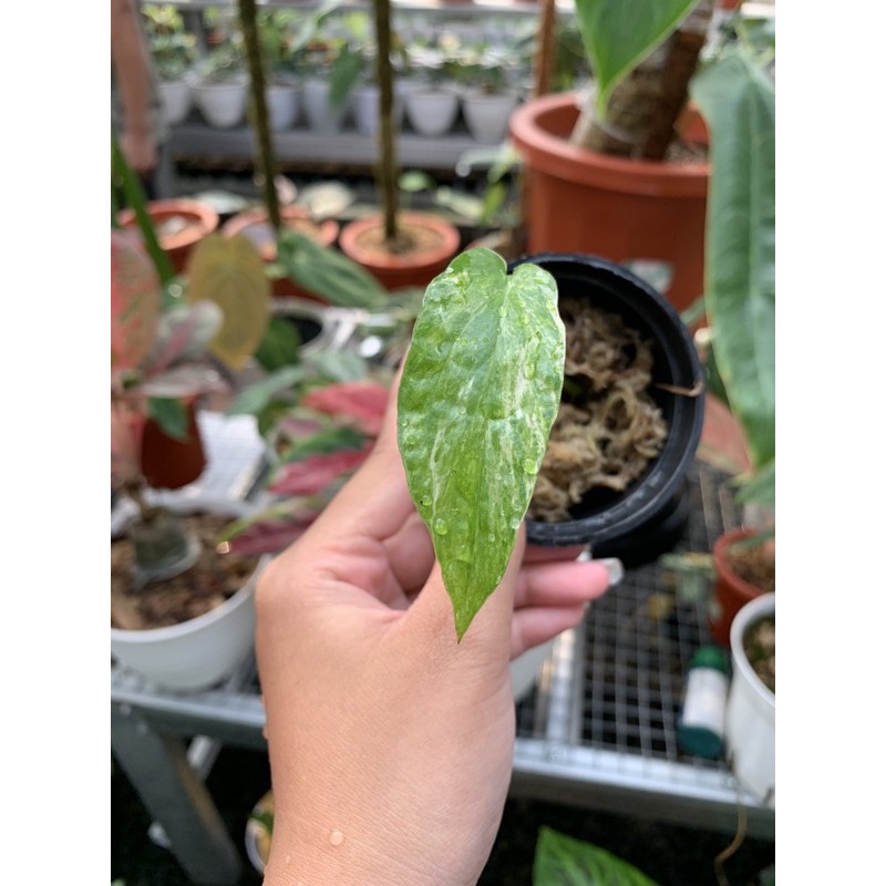 Baby amydrium zippelianum varigata /amydrium Varigata