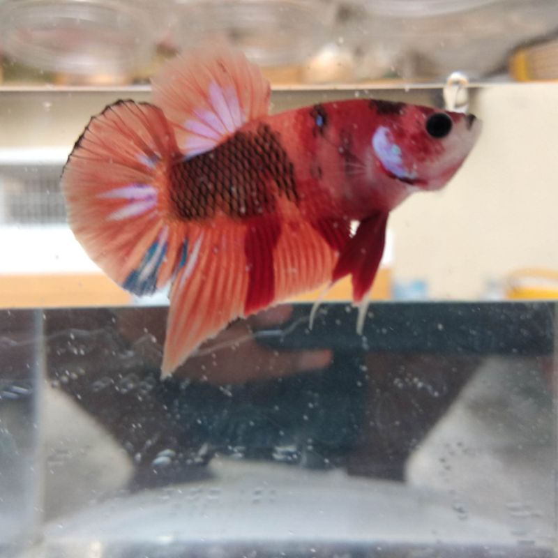 Ikan Cupang Plakat Male/Jantan Koi/Nemo/Multicolour