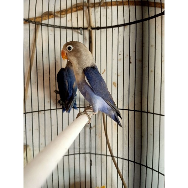 Burung lovebird/LB/lakbet jenis VIOLET mandiri/dewasa