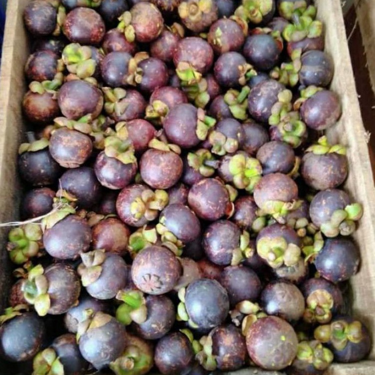 

Buah Manggis Fresh / 5Kg