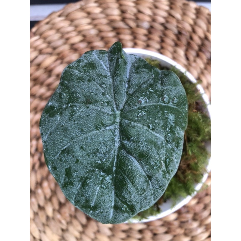 alocasia melo badak ori