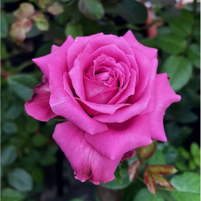 Mawar Import CLAUDE BRASSEUR - Mawar import murah - tanaman hias