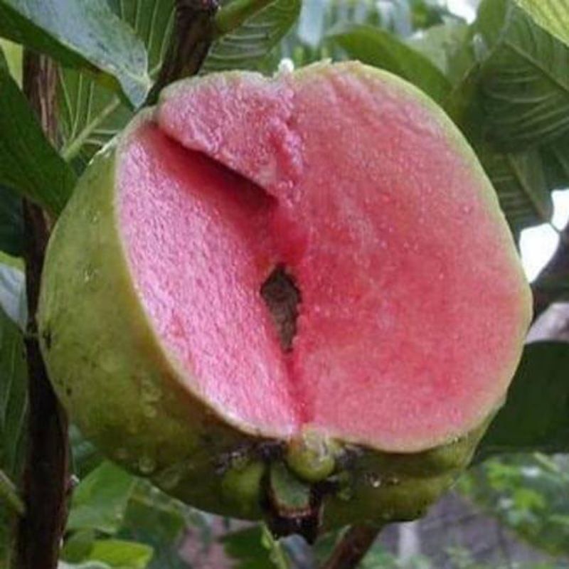 bibit jambu kristal merah/red diamond