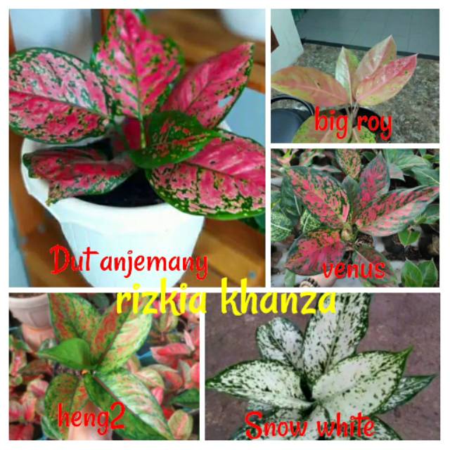 Paket murah 5 jenis bunga aglonema Shopee  Indonesia