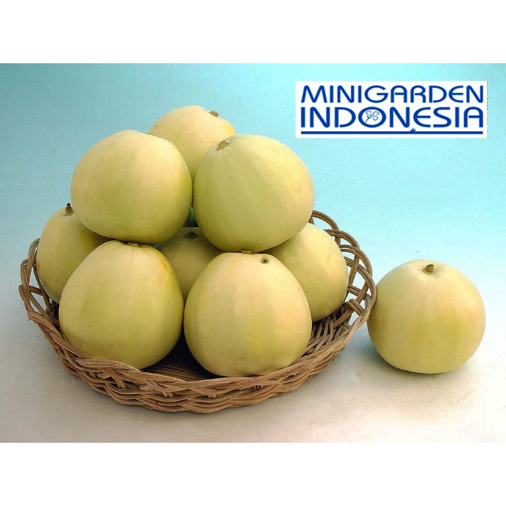 3 Benih Melon silver light F1 Bibit tanaman buah bisa hidroponik