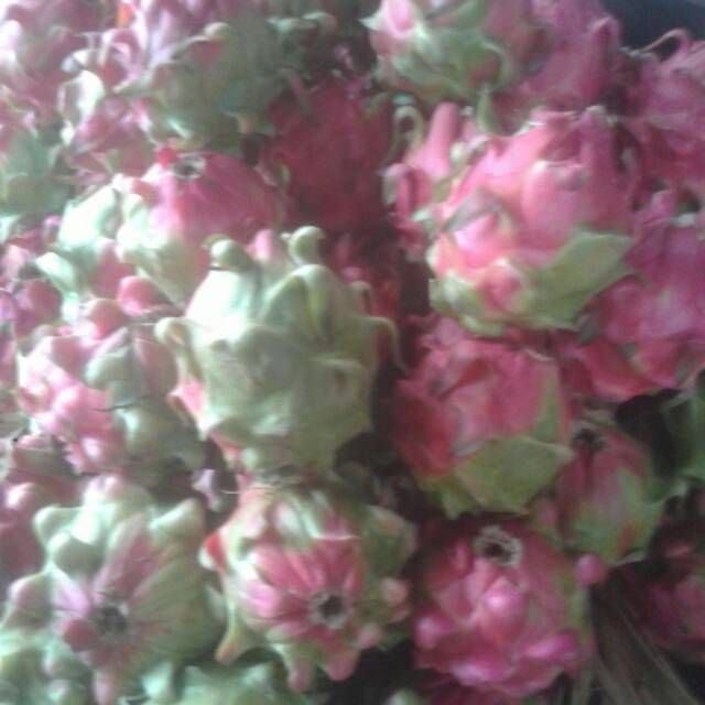 

Buah Naga Merah 1 kilo gram (super)