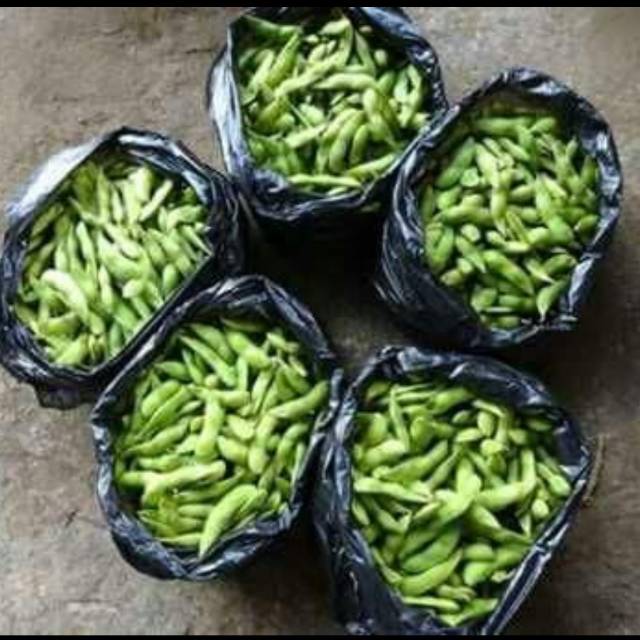 

EDAMAME SEGAR PETIK LANGSUNG DARI KEBUN