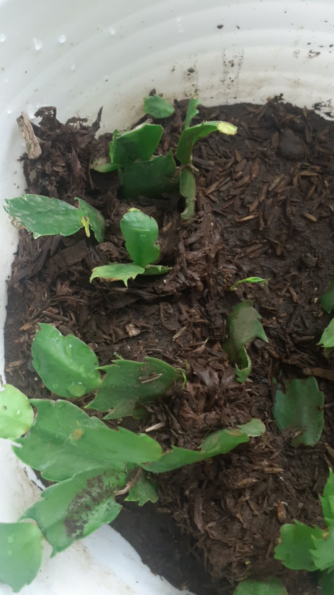 Kaktus Kepiting/ Wijaya Kusuma Kepiting/ Crab Kaktus