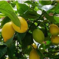 Buah Jeruk Lemon California Segar