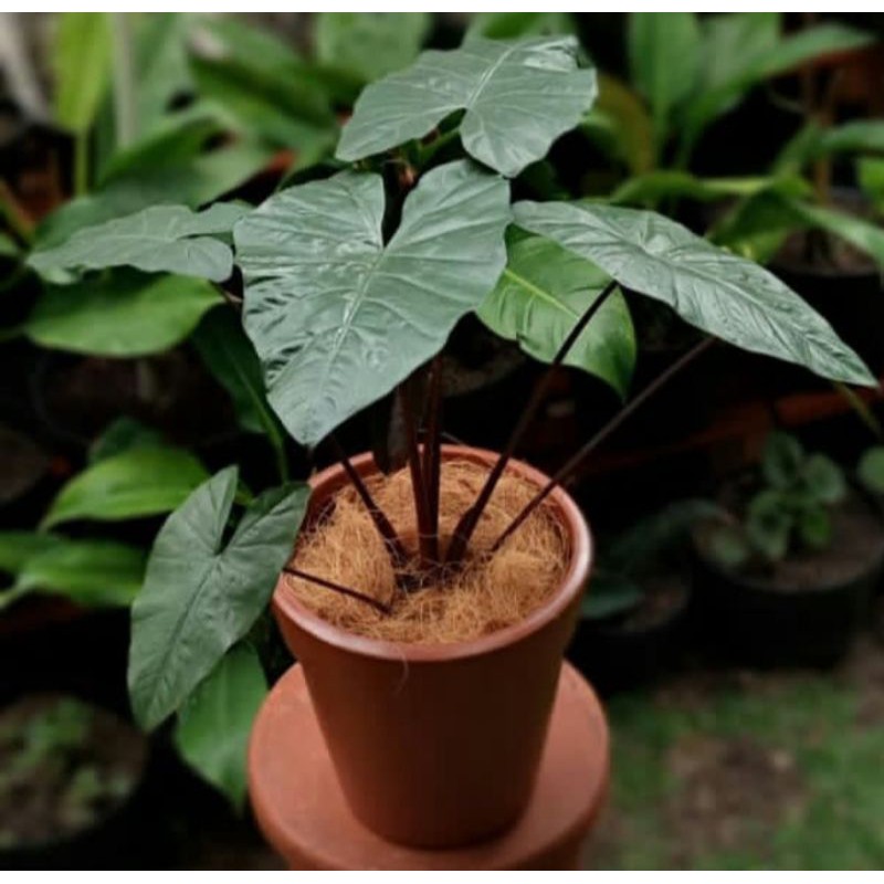 tanaman hias lompong hitam remaja