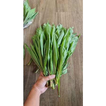 

Sayur Fumak / Pakan torto / Pakan sulcata / aldabra