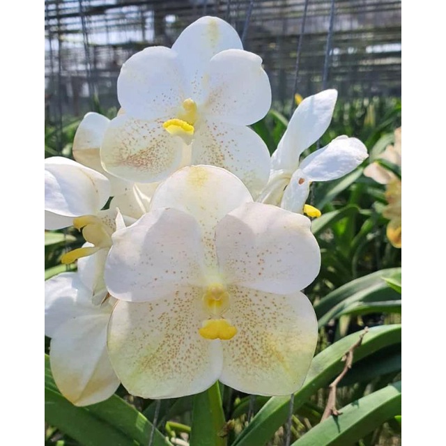 Anggrek Vanda Putih Kombinasi Dewasa Bunga Jumbo