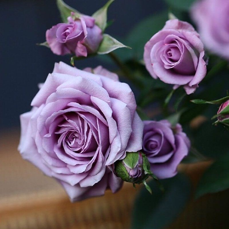 Benih bunga mawar ungu import