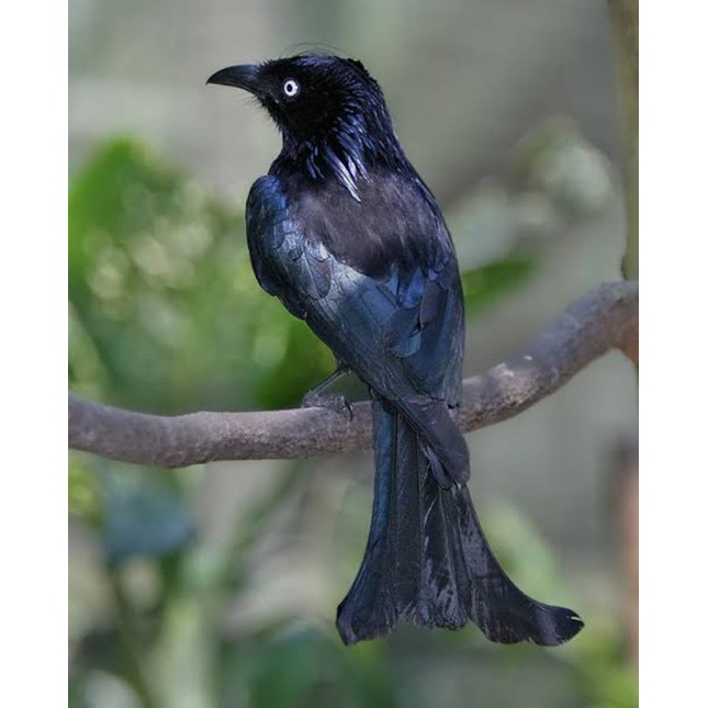 BURUNG SRIGUNTING MATA PUTIH