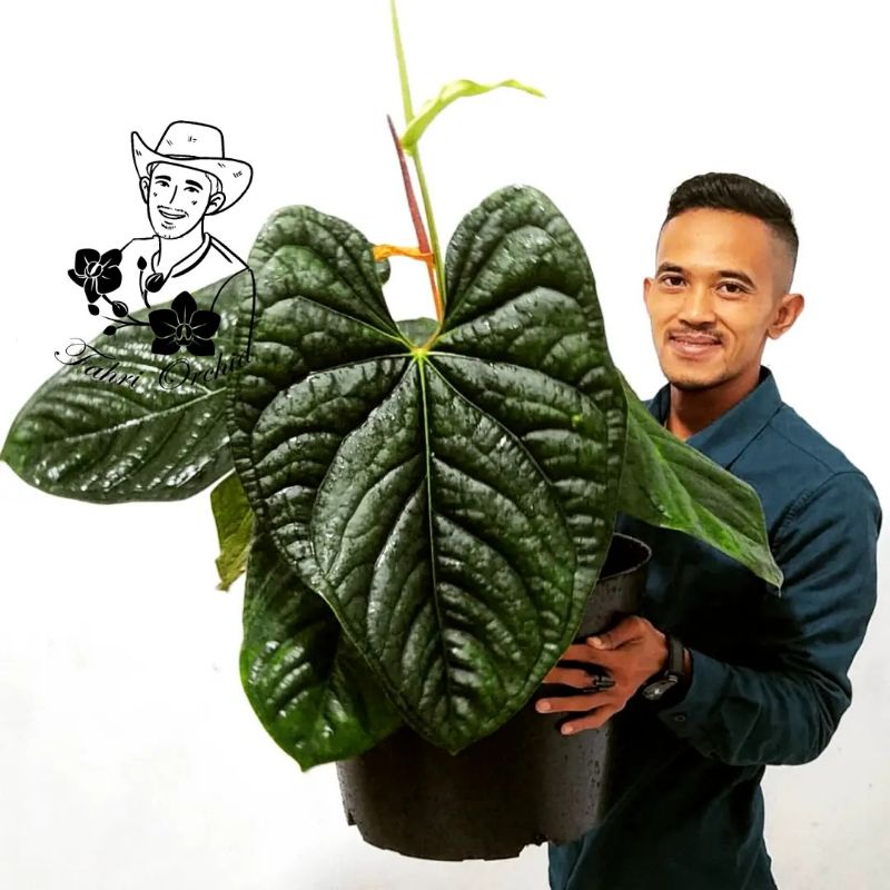 FahriOrchid - Anthurium luxurians
