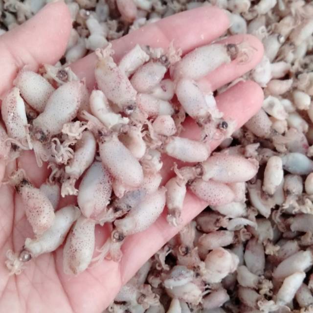 

cumi baby kualitas super premium( UK 1-2cm )500gr