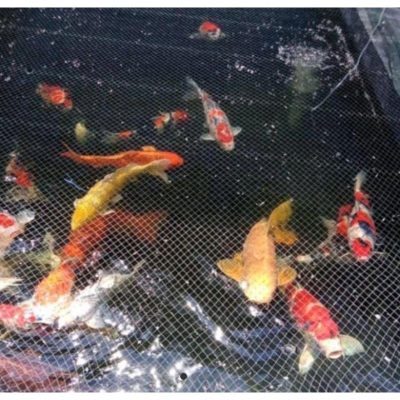 Koi Bibit fi, indukan import dainici dan omosako, size 5-10 mix