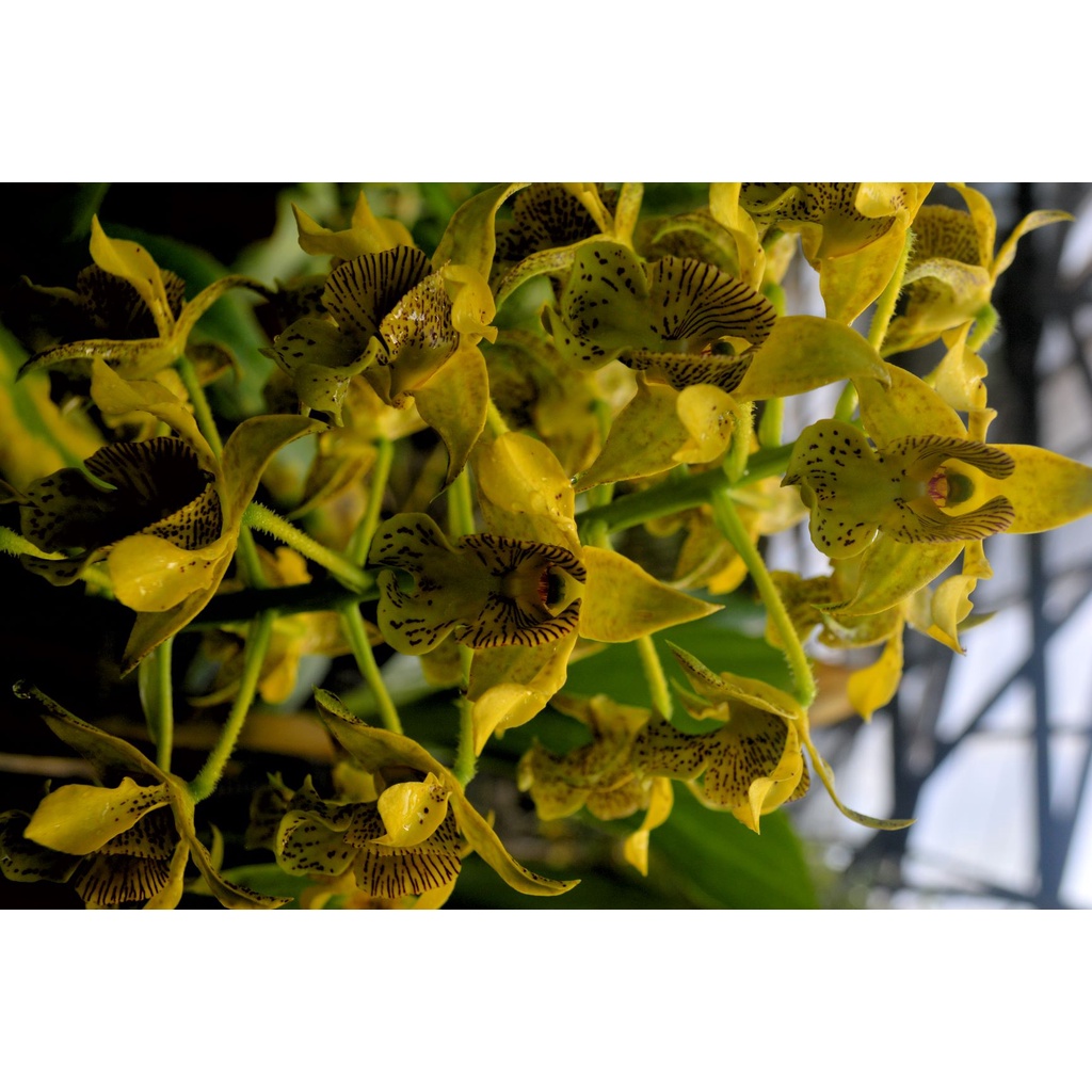 Dendrobium macrophyllum var maluku