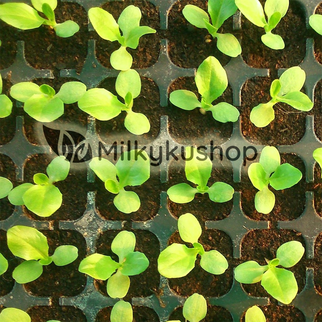 TRAY SEMAI 105 LUBANG BENIH BIBIT SEEDLING TRAY