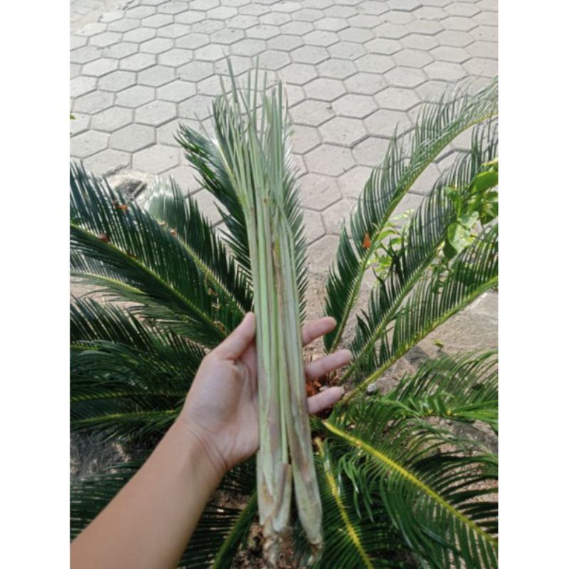 

SEREH HASIL DARI PETANI LANGSUNG