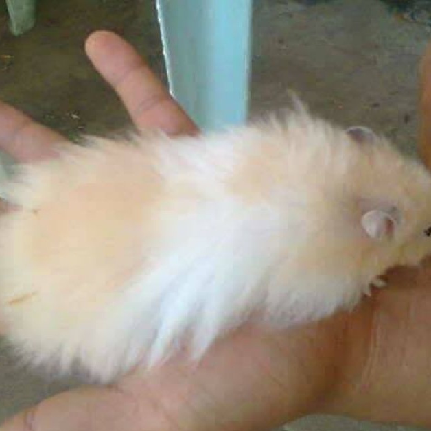 Hamster Syrian Kirim Seluruh INDONESIA LH ANGGORA Long Hair Lucu Bekal Dan Makanan Hamster