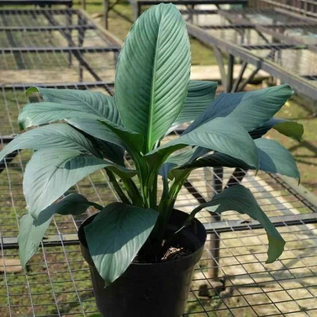 Tanaman hias peace Lily muana loa giant - spatu philum giant
