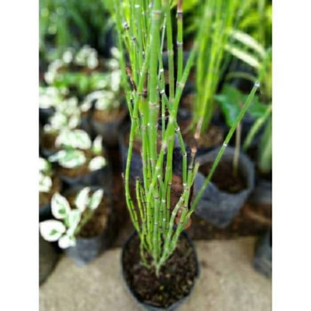 Tanaman Hias Hidup Bambu Air Aquascape - Bunga