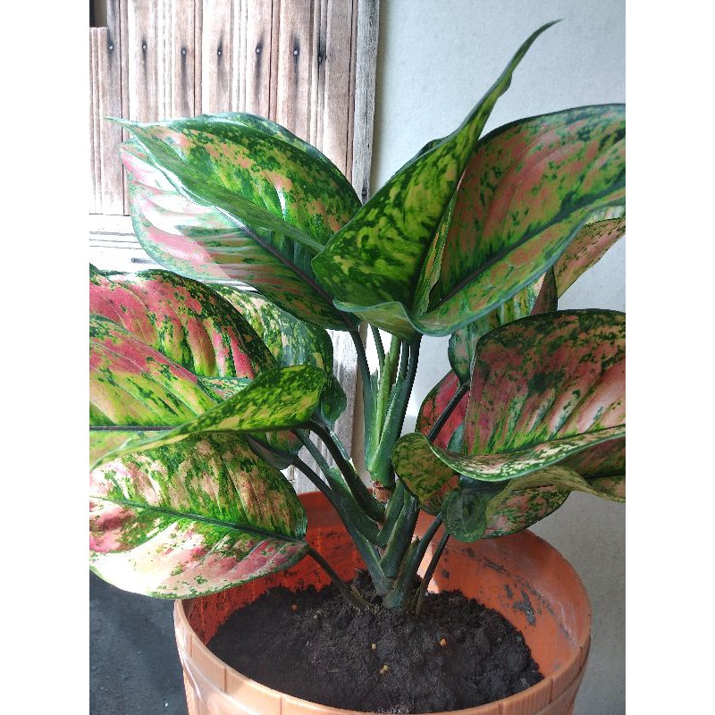 aglonema hengheng (Indukan)