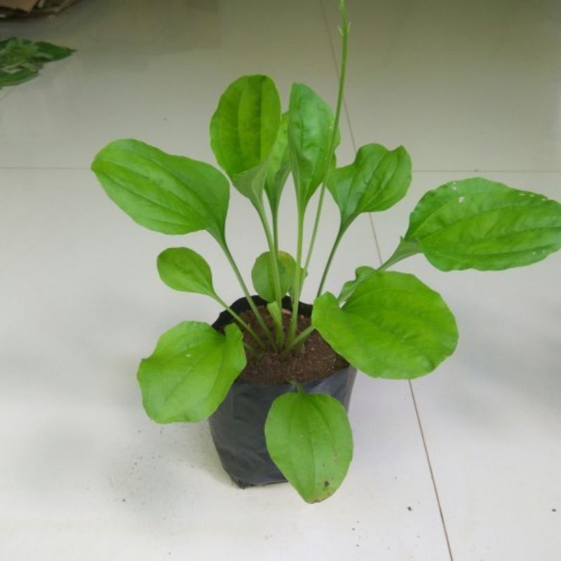 

daun sendok 1ikat (bibit)