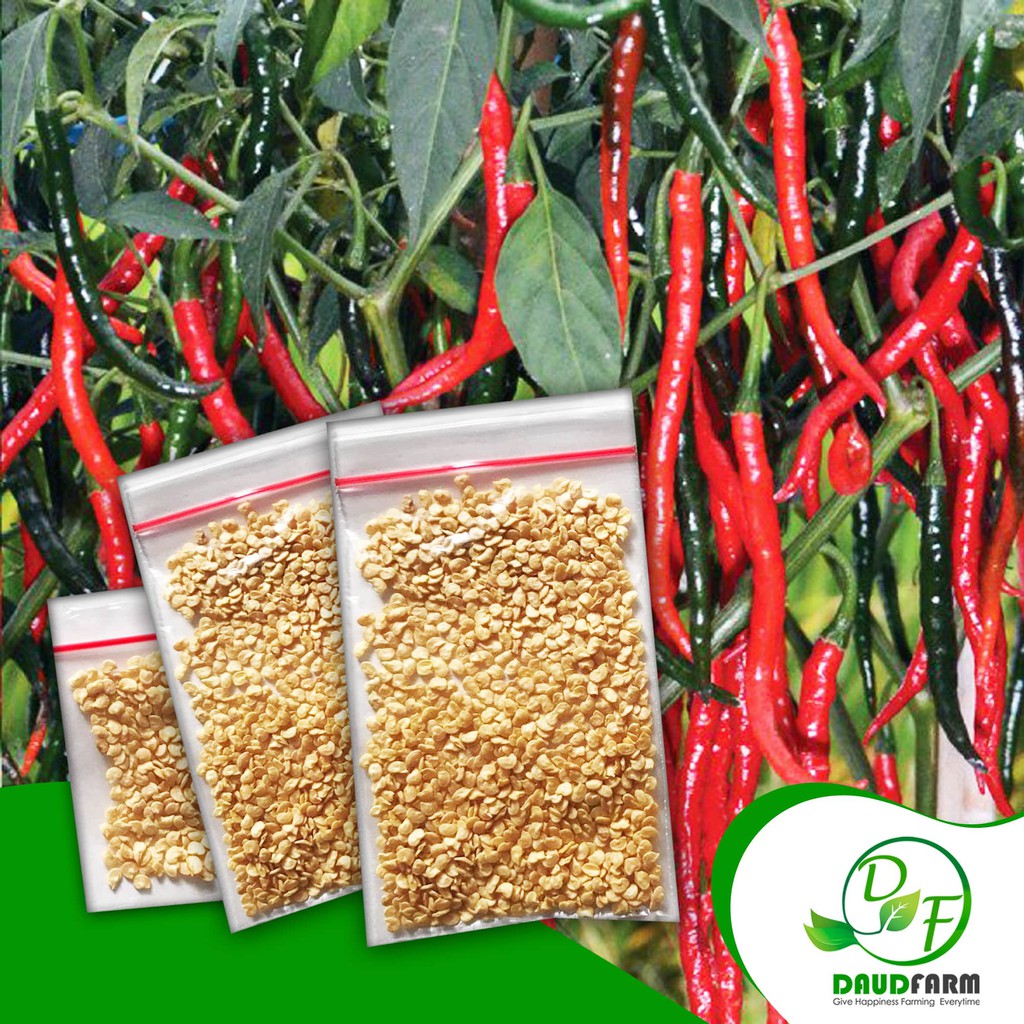 15 BENIH CABE KERITING SUPER MURAH