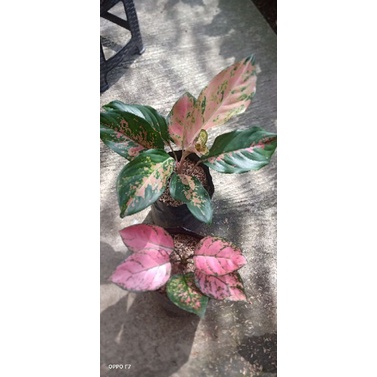 paket aglonema ledy valentine dan kocin kuning