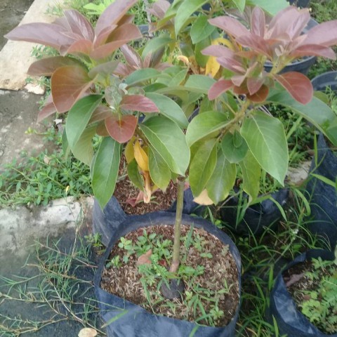 BIBIT ALPUKAT RED VIETNAM OKULASI ASLI, BIBIT BUAH ALPUKAT RED VIETNAM Ukuran 60 CM