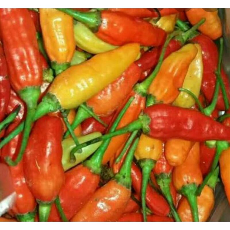 

Cabe rawit 1 kg