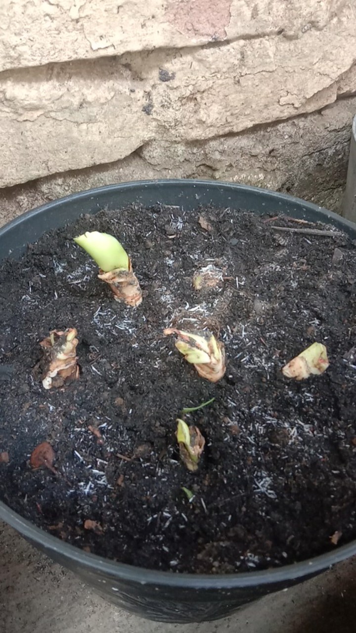 Umbi Amarilis. Umbi Bawang Brojol. Bawang Bawangan Warna Orange