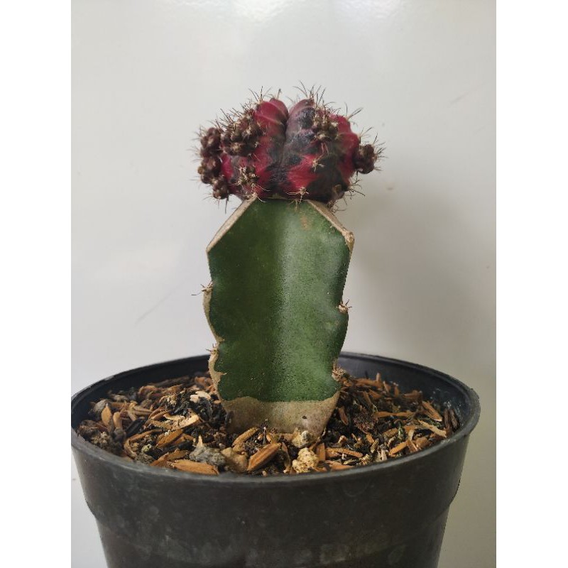 

Gymnocalycium Impor