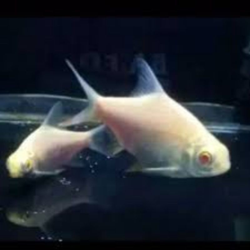 Ikan kaviar albino