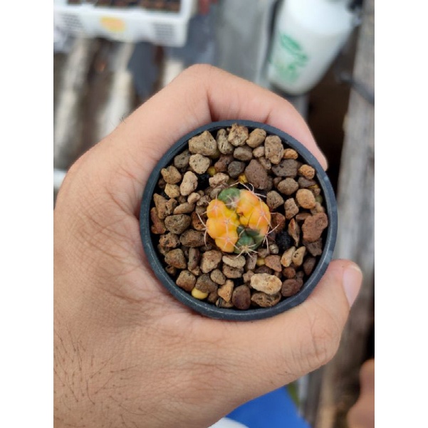 Kaktus Gymnocalycium-Gymno Damsi Varigata