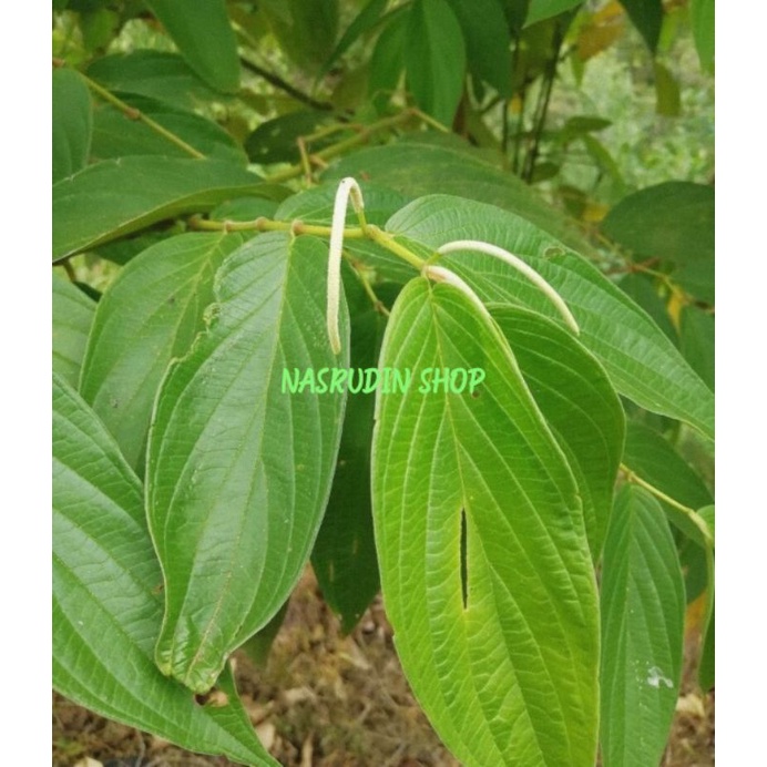 

DAUN SIRIH HUTAN SEGAR LANGSUNG PETIK / PIPER ADUNCUM