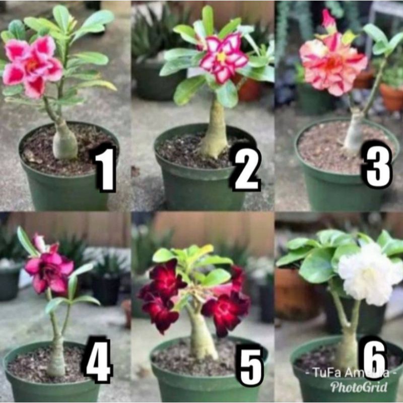 tanaman bunga adenium paketan 6